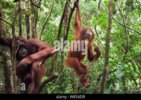 Bornesischen Orang-utan (Pongo pygmaeus wurmbii) Weibliche 'Gara' sitzen auf dem Baum, während ihre Tochter "Gita" im Alter von 2 Jahren spielt. Camp Leakey, Tanjung Puting Nationalpark, Zentralkalimantan, Borneo, Indonesien. Juli 2010. Rehabilitiert und freigegeben (oder von) zwischen 1971 und 1995 abstammen. Stockfoto