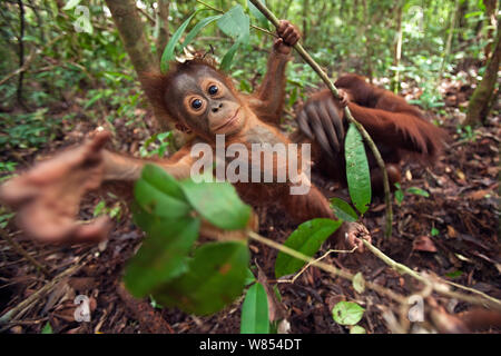 Bornesischen Orang-utan (Pongo pygmaeus wurmbii) männliche Baby 'Thor' im Alter von 8-9 Monaten aus einer Liane schwingen. Camp Leakey, Tanjung Puting Nationalpark, Zentralkalimantan, Borneo, Indonesien. Juli 2010. Rehabilitiert und freigegeben (oder von) zwischen 1971 und 1995 abstammen. Stockfoto