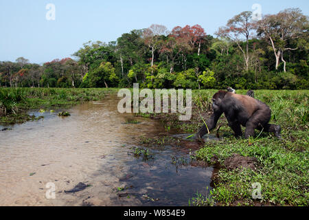 Westlicher Flachlandgorilla (Gorilla gorilla Gorilla) Sub-erwachsenen männlichen 'Kunga" bis zum Alter von 13 Jahren gehen in einen Fluss, während andere im Hintergrund Bai Hokou, Dzanga Sangha Spezielle dichten Wald finden, Zentralafrikanische Republik, Dezember 2011 feed Stockfoto