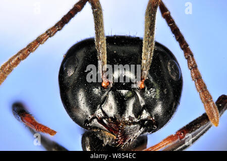 Jet Ant/leuchtenden Jet Black Ant (Lasius fuliginosus), Arbeiter. Muster fotografiert mit digitalen focus Stacking Stockfoto