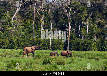 Waldelefant Weibchen mit zwei Kälber gehen über eine Bai (Loxodonta cyclotis). Bai Hokou, Dzanga Sangha Spezielle dichten Wald finden, Zentralafrikanische Republik Stockfoto