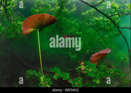 Weiße Seerose (Nymphaea alba) See Stechlin, Deutschland Stockfoto