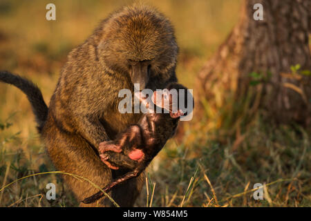 Olive baboon (Papio cynocephalus Anubis) weibliche Babys eine andere weibliche, Masai Mara National Reserve, Kenia, August Stockfoto