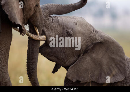 Afrikanische Elefanten (Loxodonta Africana), sparring, Masai Mara National Reserve, Kenia, August Stockfoto