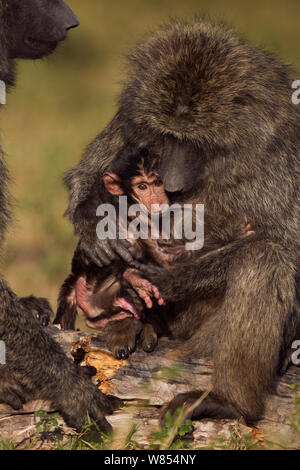 Olive baboon (Papio cynocephalus Anubis) Babys im Alter von 3-6 Monaten das Saugen von seiner Mutter, Masai Mara National Reserve, Kenia, August Stockfoto