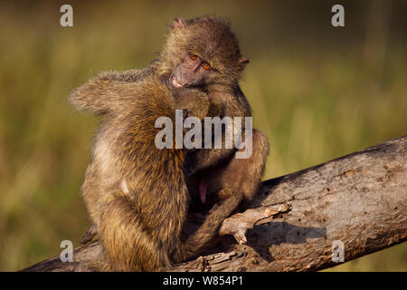 Olive baboon (Papio cynocephalus Anubis) Jugendliche spielen kämpfen, Masai Mara National Reserve, Kenia, August Stockfoto