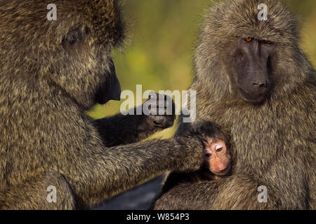 Olive baboon (Papio cynocephalus Anubis) weibliche Pflege ein anderes Weibchen Baby, Masai Mara National Reserve, Kenia, August Stockfoto