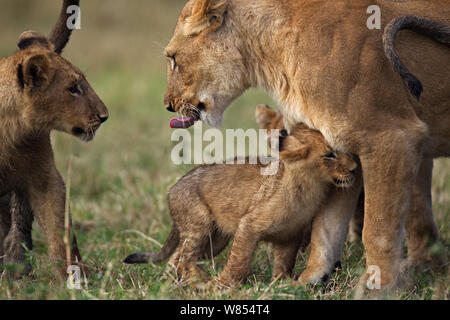 Afrikanischer Löwe (Panthera leo) Jungtier im Alter von 4 Monaten auf der Suche nach Komfort nach seiner Geburt von der Mutter durch eine ältere Jungtier im Alter von 10 Monaten schikaniert, Masai Mara National Reserve, Kenia, August Stockfoto