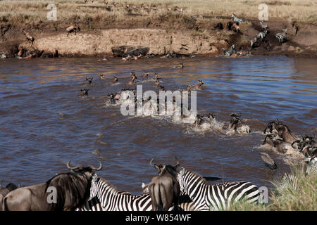 Topi (Damaliscus Lunatus Jimela), bärtigen Eastern White Gnus (Connochaetes Taurinus) und gemeinsame oder Ebenen Zebra (Equus Quagga Burchellii) gemischte Herde Überquerung des Mara-Flusses im Rahmen der jährlichen Migration, Masai Mara National Reserve, Kenia, September Stockfoto