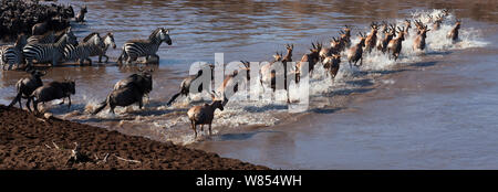 Topi (Damaliscus Lunatus Jimela), bärtigen Eastern White Gnus (Connochaetes Taurinus) und gemeinsame oder Ebenen Zebra (Equus Quagga Burchellii) gemischte Herde Überquerung des Mara-Flusses im Rahmen der jährlichen Migration, Masai Mara National Reserve, Kenia, September Stockfoto