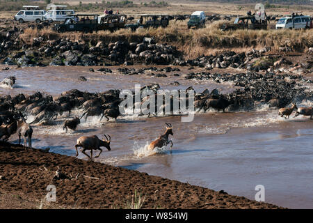 Topi (Damaliscus lunatus jimela), Eastern White-bärtigen Gnus (connochaetes Taurinus) und Gemeinsame oder Ebenen Zebra (Equus quagga burchellii) Gemischte Herde der Mara River Crossing beobachtet von Touristen in Fahrzeugen, Masai Mara National Reserve, Kenia, September 2010 Stockfoto