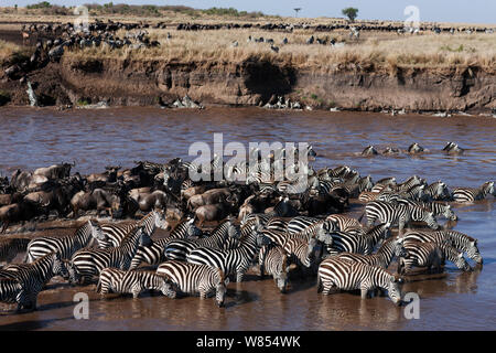 Östlichen Weißen bärtigen Gnus (connochaetes Taurinus) und Gemeinsame oder Ebenen Zebra (Equus quagga burchellii) Gemischte Herde der Mara River Crossing im Rahmen der jährlichen Migration, Masai Mara National Reserve, Kenia, September Stockfoto