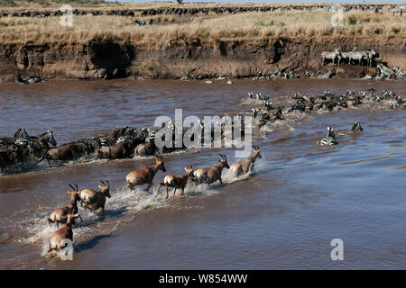 Topi (Damaliscus Lunatus Jimela), bärtigen Eastern White Gnus (Connochaetes Taurinus) und gemeinsame oder Ebenen Zebra (Equus Quagga Burchellii) gemischte Herde Überquerung des Mara-Flusses im Rahmen der jährlichen Migration, Masai Mara National Reserve, Kenia, September Stockfoto