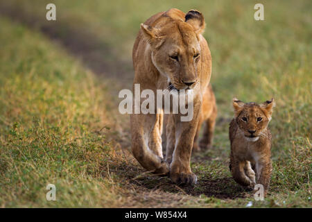 Löwin (Panthera leo) wandern mit Jungen im Alter von 3-6 Monaten, Masai Mara National Reserve, Kenia, September Stockfoto