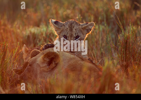 Löwe (Panthera leo) Jungtier im Alter von ungefähr 12 Monaten spielen mit seiner Mutter, Masai Mara National Reserve, Kenia, September Stockfoto