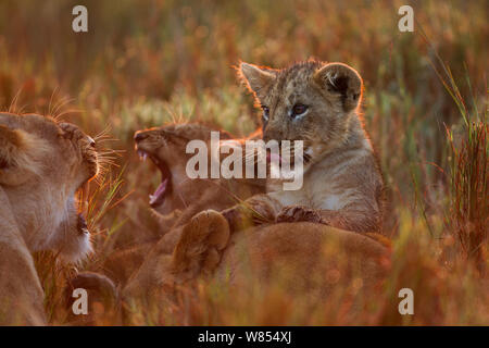 Löwe (Panthera leo) Jungtier im Alter von ungefähr 12 Monaten spielen mit seiner Mutter, Masai Mara National Reserve, Kenia, September Stockfoto