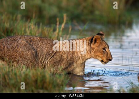 Löwe (Panthera leo) Cub im Alter von etwa 2 Jahren Wasser, Masai Mara National Reserve, Kenia, September Stockfoto