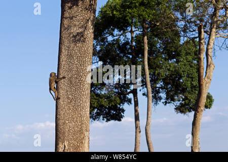 Olive baboon (Papio cynocephalus Anubis) juvenile hinunter klettern ein Baumstamm, Masai Mara National Reserve, Kenia, September Stockfoto