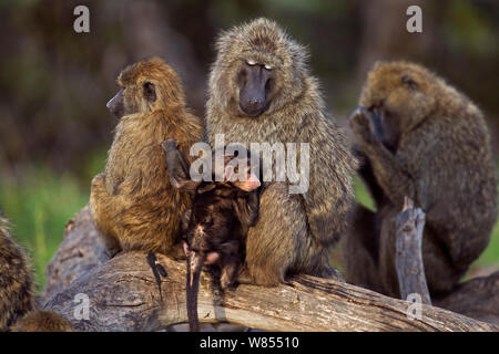 Olivenöl Paviane (Papio cynocephalus anubnis) ruht Während sich das Baby im Alter von 3-6 Monaten versucht zu spielen, Masai Mara National Reserve, Kenia, September Stockfoto