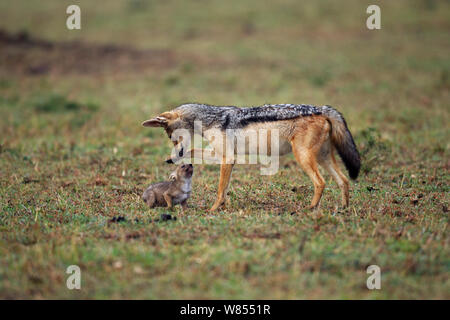 Black backed Jackal (Canis mesomelas) männlichen Spielen mit zwei Wochen Welpe, Masai Mara National Reserve, Kenia, August. Stockfoto