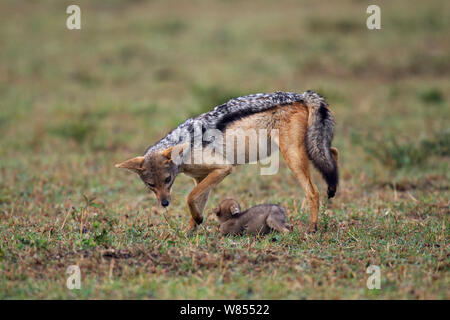 Black backed Jackal (Canis mesomelas) 'Hilfs'-Spielen mit zwei Wochen Welpe, Masai Mara National Reserve, Kenia, August. Stockfoto