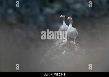 Anna Elisabeth Graugänse (Anser anser) stehen auf Rock, Thingvellir, Island, kann Stockfoto