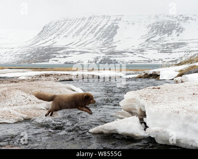 Polarfuchs (Alopex lagopus) in dicken winter Fell springen ein Fluss im Frühjahr, Hornstrandir, Westfjorde, Island, April Stockfoto