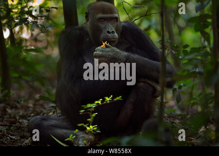 Westlicher Flachlandgorilla (Gorilla gorilla Gorilla) weiblich bin opambi' Fütterung mit Obst, Bai Hokou, Dzanga Sangha Spezielle dichten Wald finden, Zentralafrikanische Republik. Dezember 2011. Stockfoto