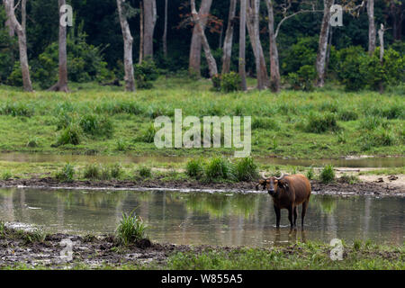 Wald Buffalo (Syncerus caffer nanus) stehen in einem Fluss durch Bai Hokou, Dzanga Sangha Spezielle dichten Wald finden, Zentralafrikanische Republik läuft. Dezember 2011. Stockfoto