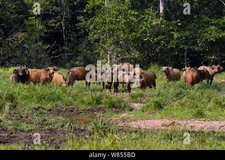 Wald Buffalo (Syncerus caffer nanus) Herde in Bai Hokou, Dzanga Sangha Spezielle dichten Wald finden, Zentralafrikanische Republik ruht. Dezember 2011. Stockfoto