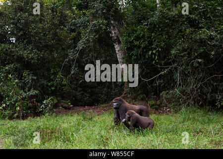 Westlicher Flachlandgorilla (Gorilla gorilla Gorilla) juvenile männlichen bin obangi" im Alter von 5 Jahren mit Sub-erwachsenen männlichen 'Kunga" bis zum Alter von 13 Jahren in Bai Hokou, Dzanga Sangha Spezielle dichten Wald finden, Zentralafrikanische Republik. Dezember 2011. Stockfoto