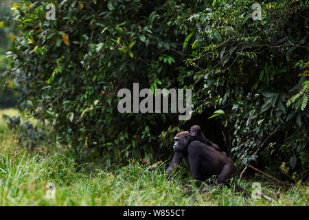 Westlicher Flachlandgorilla (Gorilla gorilla Gorilla) weiblich bin opambi" Ihres Säuglings opo' im Alter von 18 Monaten auf ihr zurück, die sich aus dem Wald in Bai Hokou, Dzanga Sangha Spezielle dichten Wald finden, Zentralafrikanische Republik. Dezember 2011. Stockfoto