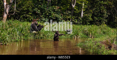 Westlicher Flachlandgorilla (Gorilla gorilla Gorilla) juvenile Male 'Tembo" ab 4 Jahren, die einen Fluß überquert, bi-pedally während dominante Männchen silverback bin akumba' im Alter von 32 Jahren und Jugendlichen männlichen bin obangi' ab 5 Jahren ernähren sich von segge Gräser im Hintergrund, Bai Hokou, Dzanga Sangha Spezielle dichten Wald finden, Zentralafrikanische Republik. Dezember 2011. Stockfoto