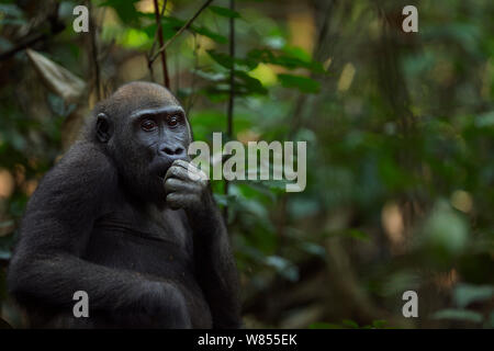 Westlicher Flachlandgorilla (Gorilla gorilla Gorilla) Jugendkriminalität weiblichen "Bokata" im Alter von 6 Jahren Fütterung mit Obst, Bai Hokou, Dzanga Sangha Spezielle dichten Wald finden, Zentralafrikanische Republik. Dezember 2011. Stockfoto
