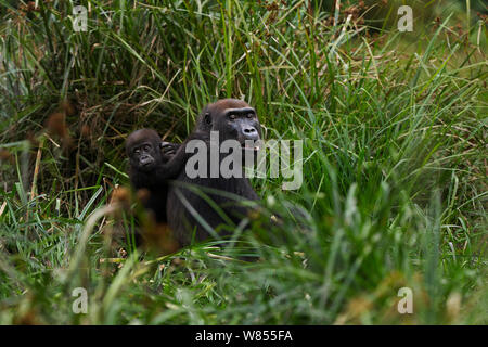 Westlicher Flachlandgorilla (Gorilla gorilla Gorilla) weiblich bin opambi' mit ihrem Säugling opo' im Alter von 18 Monaten sitzen in Bai Hokou, Dzanga Sangha Spezielle dichten Wald finden, Zentralafrikanische Republik. Dezember 2011. Stockfoto