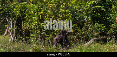 Westlicher Flachlandgorilla (Gorilla gorilla Gorilla) weiblich bin opambi' Wahrnehmung der ihr Kind opo' im Alter von 18 Monaten auf dem Rücken zu Fuß durch die Bai Hokou, Dzanga Sangha Spezielle dichten Wald finden, Zentralafrikanische Republik. Dezember 2011. Stockfoto