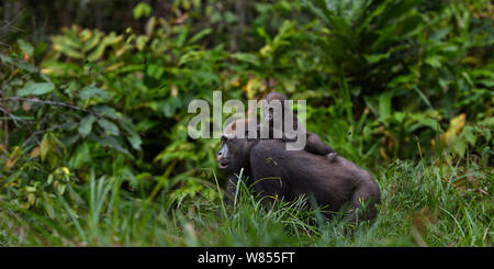 Westlicher Flachlandgorilla (Gorilla gorilla Gorilla) weiblich bin opambi' Wahrnehmung der ihr Kind opo' im Alter von 18 Monaten auf dem Rücken zu Fuß durch die Bai Hokou, Dzanga Sangha Spezielle dichten Wald finden, Zentralafrikanische Republik. Dezember 2011. Stockfoto