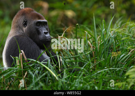 Westlicher Flachlandgorilla (Gorilla gorilla Gorilla) dominante Männchen silverback bin akumba' im Alter von 32 Jahren Fütterung auf segge Gräser in Bai Hokou, Dzanga Sangha Spezielle dichten Wald finden, Zentralafrikanische Republik. Dezember 2011. Stockfoto