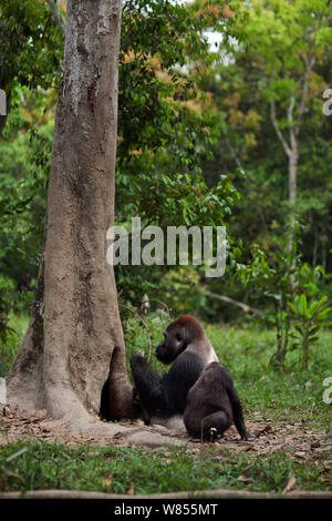 Westlicher Flachlandgorilla (Gorilla gorilla Gorilla) dominante Männchen silverback bin akumba' im Alter von 32 Jahren Fütterung auf faules Holz von einem Baum, während seine Kinder Sohn "TEMBO" im Alter von 4 Jahren seine Umdrehung wartet, Bai Hokou, Dzanga Sangha Spezielle dichten Wald finden, Zentralafrikanische Republik. Dezember 2011. Stockfoto