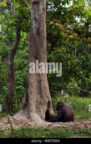 Westlicher Flachlandgorilla (Gorilla gorilla Gorilla) weiblich bin alui' Fütterung auf verrottendem Holz von einem Loch in einem Baum, Bai Hokou, Dzanga Sangha Spezielle dichten Wald finden, Zentralafrikanische Republik. Dezember 2011. Stockfoto