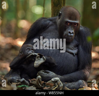 Westlicher Flachlandgorilla (Gorilla gorilla Gorilla) weiblich bin opambi" saß mit Ihrer verspielten Kind opo' im Alter von 18 Monaten, Bai Hokou, Dzanga Sangha Spezielle dichten Wald finden, Zentralafrikanische Republik. Dezember 2011. Sequenz 1 von 3 Stockfoto