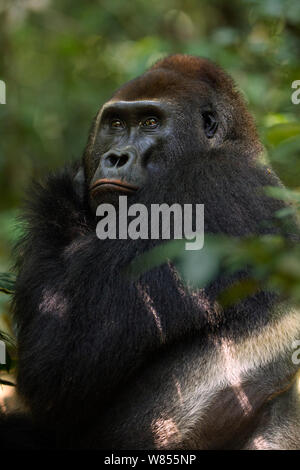 Westlicher Flachlandgorilla (Gorilla gorilla Gorilla) dominante Männchen silverback bin akumba' im Alter von etwa 32 Jahren den Kopf kratzen, Bai Hokou, Dzanga Sangha Spezielle dichten Wald finden, Zentralafrikanische Republik. November 2011. Stockfoto