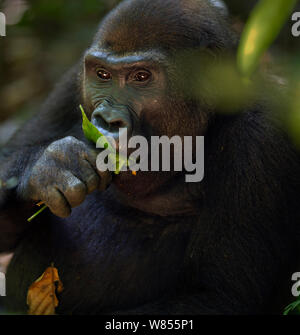 Westlicher Flachlandgorilla (Gorilla gorilla Gorilla) Sub-erwachsene Frau bin osoko" im Alter von 8 Jahren Fütterung mit Obst, Bai Hokou, Dzanga Sangha Spezielle dichten Wald finden, Zentralafrikanische Republik. Dezember 2011. Stockfoto