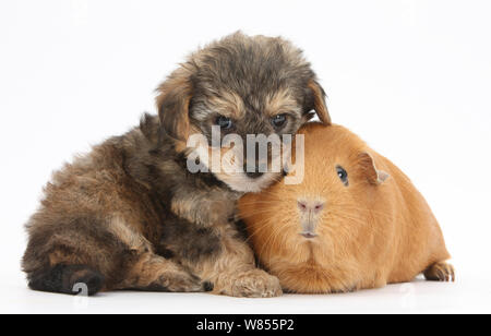 (Yorkipoo Yorkshire Terrier x Pudel kreuz Rasse) Welpe, 6 Wochen, mit Meerschweinchen. Stockfoto