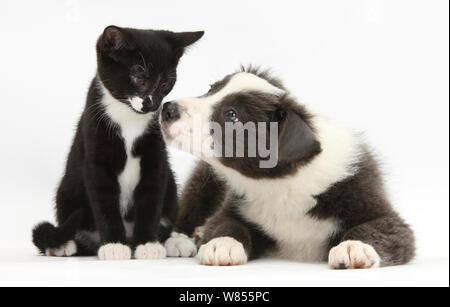 Blaue und weiße Border Collie Welpen und schwarzen und weißen Smoking Kätzchen, Tuxie, 11 Wochen. Stockfoto