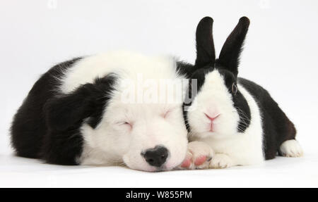 Schlafende schwarze und weiße Border Collie Welpen und schwarzen Holländer Kaninchen. Stockfoto
