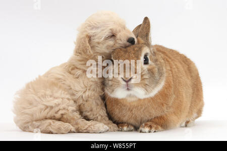 Bichon Frise kreuz Yorkshire Terrier Welpen, 6 Wochen, schlafend auf Netherland Dwarf kreuz Kaninchen, Peter. Stockfoto