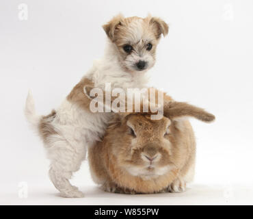 Bichon Frise kreuz Yorkshire Terrier Welpen, 6 Wochen, und Sandy Kaninchen. Stockfoto