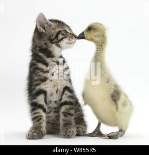 Cute tabby Kitten, Fosset, 9 Wochen, Nase mit gelben Gosling zu Schnabel. Stockfoto