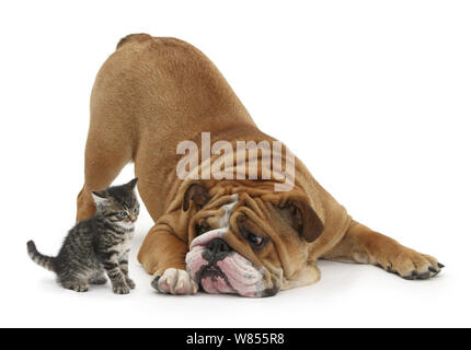 Bulldogge mit einem tabby Kitten, Fosset, 6 Wochen. Stockfoto